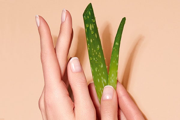 Es werden zwei Hände gezeigt die eine Aloe Vera Pflanze halten